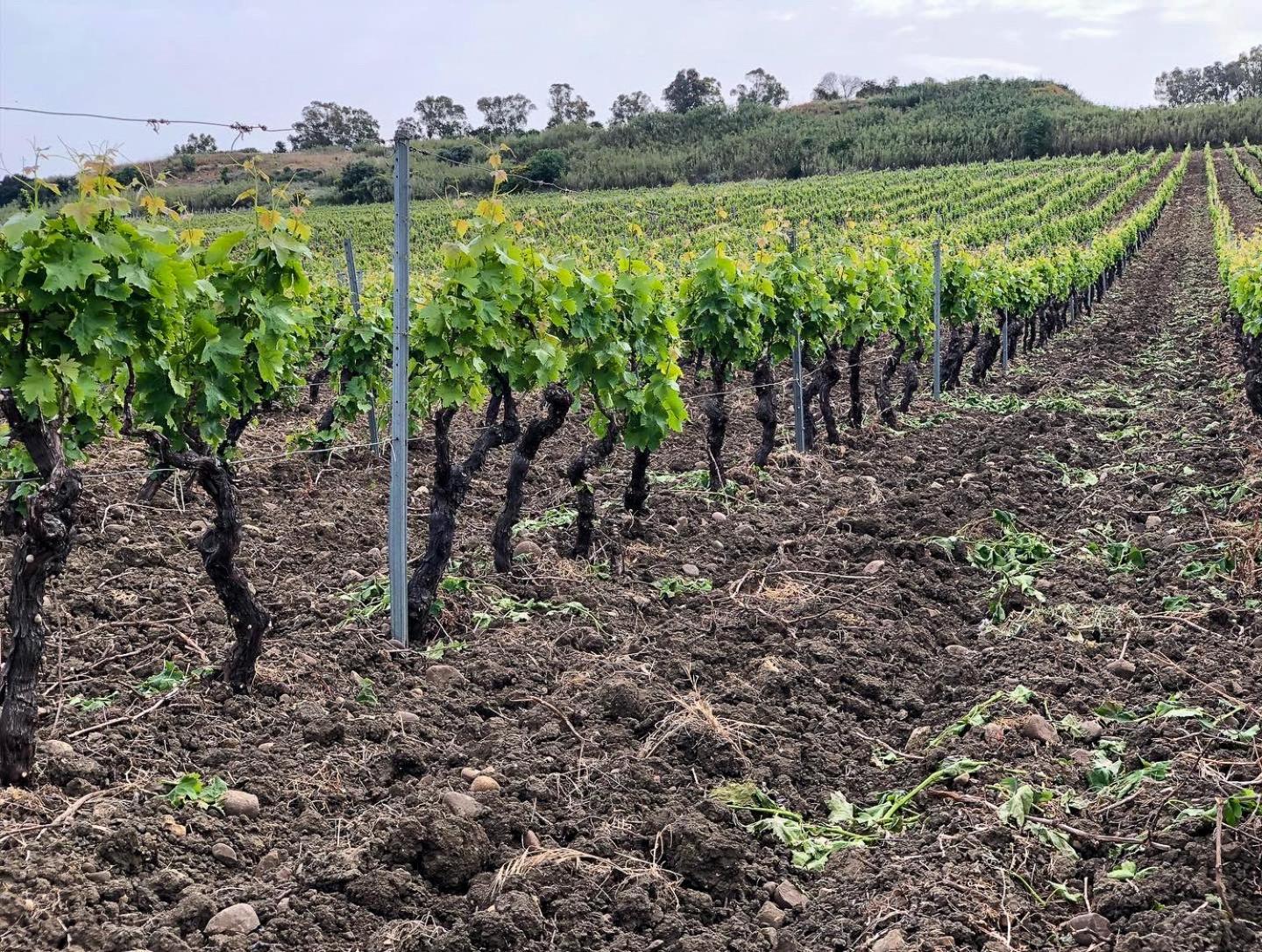 Fattoria Manostalla Villa Chiarelli Balestrate Exterior foto