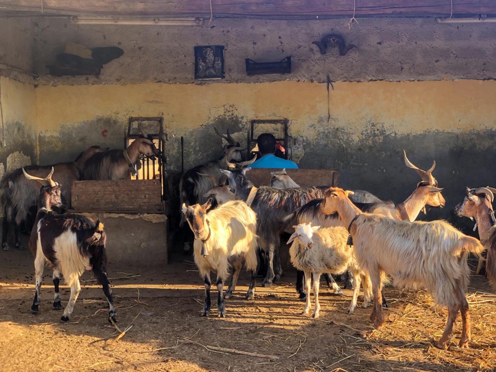 Fattoria Manostalla Villa Chiarelli Balestrate Exterior foto